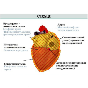 Инфаркт миокарда